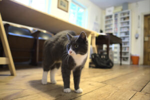 Huch - Kinokatze Max